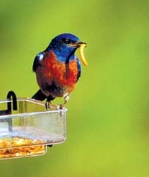 SideDish Feeder with Mealworms