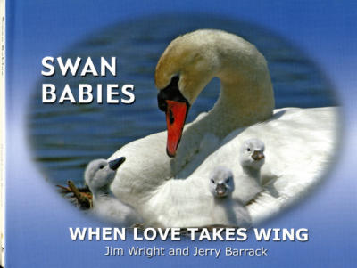 Swan Babies