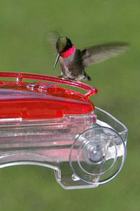 WBU Window Hummingbird Feeder