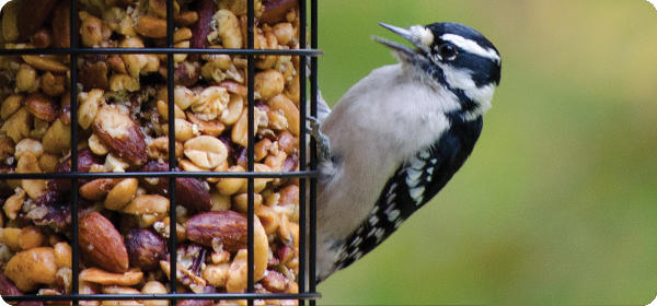 feeding woodpeckers in summer