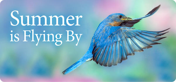 Summer Is Flying By