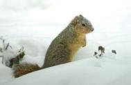 Squirrel in snow JRC