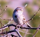 American Tree Sparrow1 PJ