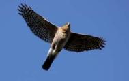 Coopers Hawk flying