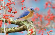 Eastern Bluebird